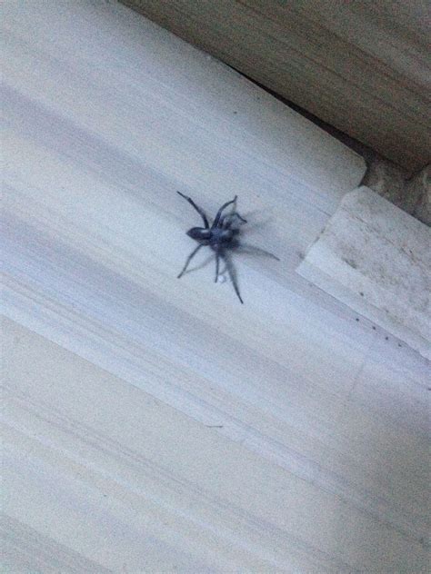 廚房有蜘蛛